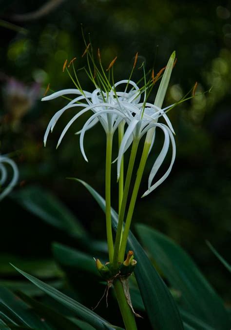 胡姬花風水